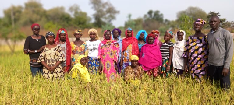 Vélingara : Visite du projet Africa rice au niveau de la parcelle à Saré Sawady dans la commune de Saré Coly Sallé