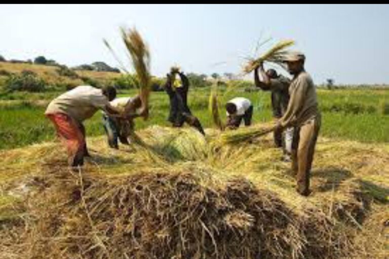 Kolda : les producteurs de riz dans la tourmente