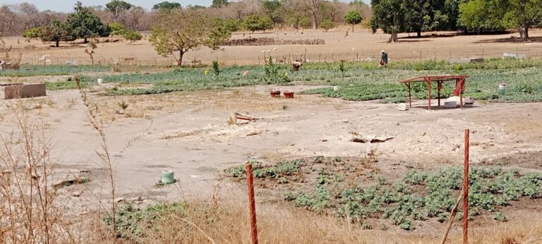 VELINGARA SOS: Manque d’eau dans un périmètre  maraicher